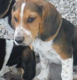 Photo of Beagle