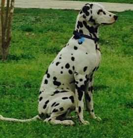 Photo of Dalmatian