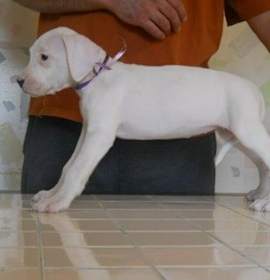 Photo of Dogo Argentino