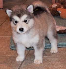 Photo of Alaskan Malamute