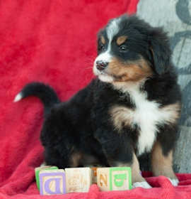Photo of Bernese Mountain Dog