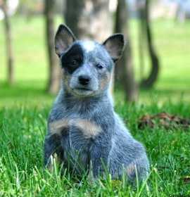 Photo of Cattle Dog