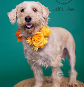 Photo of Billie Jean