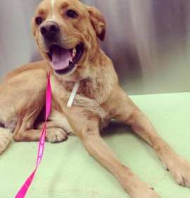 Photo of Handsome Hunter