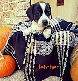 Photo of Fletcher