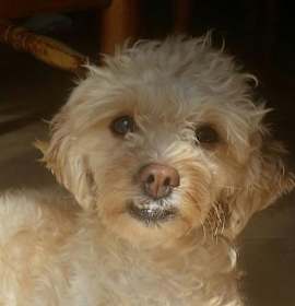 Photo of ELLIOT BLITZER