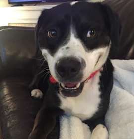 Photo of Amazing Oliver