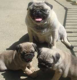 Photo of PUG PUPPIES