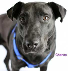 Photo of Chance