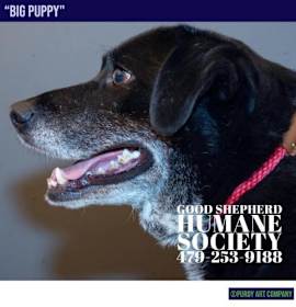 Photo of Big Puppy