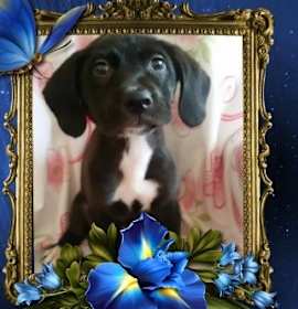 Photo of Lucky-SUPER URGENT $200