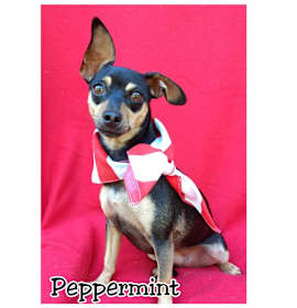 Photo of Peppermint