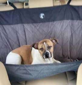 Photo of Snail # 571