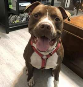 Photo of Saul (in foster)