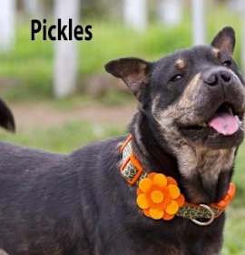 Photo of Pickles