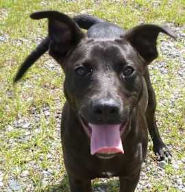 Photo of Cooper-URGENT