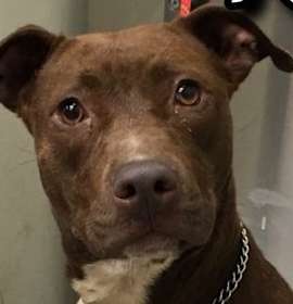 Photo of Kiki-URGENT