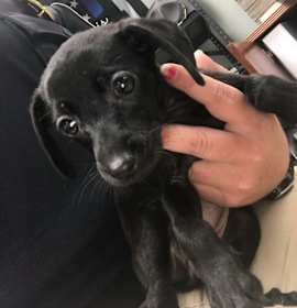 Photo of Jade-ADOPTED