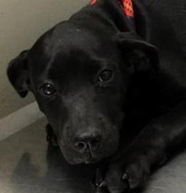 Photo of Glinda-ADOPTED