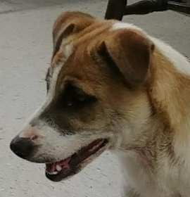Photo of Maxine-URGENT