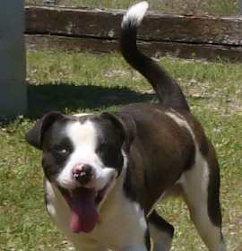 Photo of Rufus-URGENT