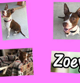 Photo of ZOEY
