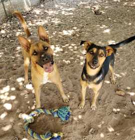 Photo of Peanut Butter