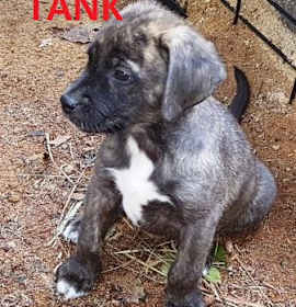 Photo of Tank