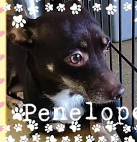 Photo of Penelope