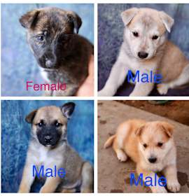 Photo of Shepherd/Husky Mix Boys