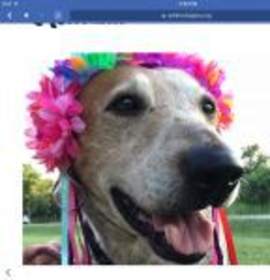 Photo of Sweet Henny