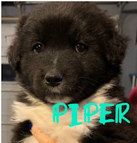 Photo of PRUE, PIPER
