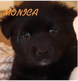 Photo of MONICA, ROSS