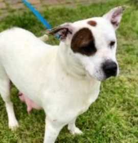 Photo of Royale 9064