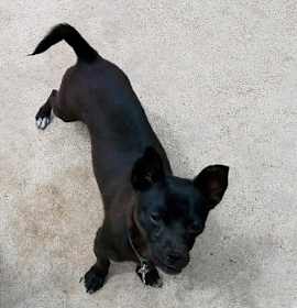 Photo of Pepper