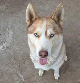 Photo of Bonito