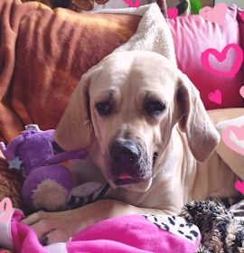Photo of Babe #BrazilianMastiff wiggles