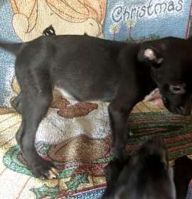 Photo of LabHeeler Female