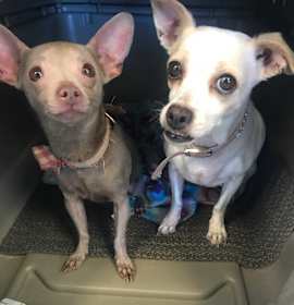 Photo of Sweet Baby Girl and sis Angel