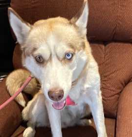 Photo of Roxy