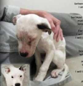 Photo of Foster application ONLY