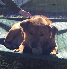 Photo of Barney Fife