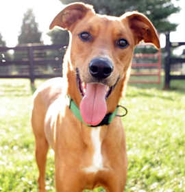 Photo of River Dog