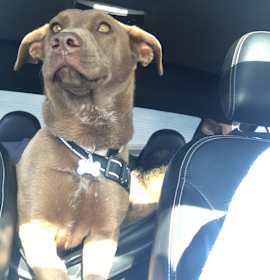 Photo of Bear