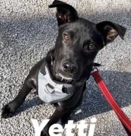Photo of Yetti
