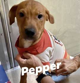Photo of Pepper