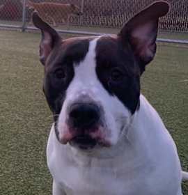 Photo of Princes Leia