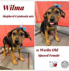 Photo of Wilma