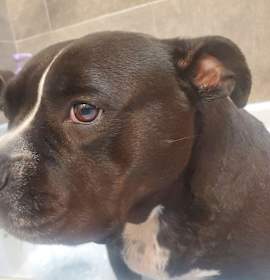 Photo of Gracie - PORTAGE, IN