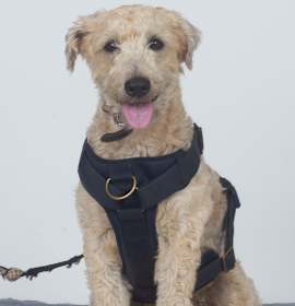 Photo of BUDDY